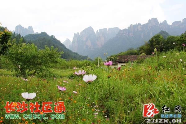 武陵源中湖鄉(xiāng)喊您來看醉人花海(組圖)